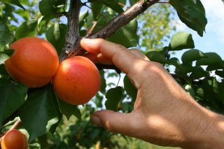 Abricots du Valais